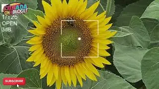Sunflower Fields of Markham