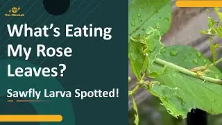 What&rsquo;s Eating My Rose Leaves? Sawfly Larva Spotted!