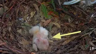 Big eaglet (SE35) falls back during lunch feeding  | August 19, 2025