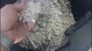 Gm1500 Plusmodelmakinamız kayısı &ccedil;ekirdeği yağı &ccedil;ekiyorGm1500 Plusmodel machine grinds apricot seeds