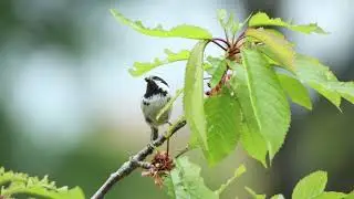Coal tit calling chicks