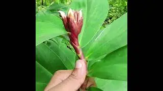 Crepe Ginger | केउ (keu) keukund