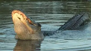 Alligator bellowing
