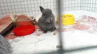 Angry baby bunny scream loudly! Funny and cute moment!!!