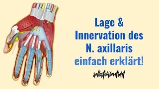 Lage & Innervationsgebiete des Nervus Axillaris einfach erkl&auml;rt! - Verlauf | Dermatome | Segmente