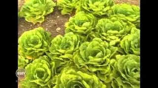 Rooftop Farm in PlaNYC Video