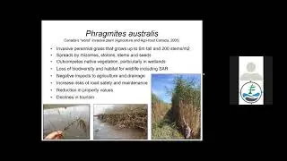 Lessons from an Ontario Biosphere in Phragmites Management & Habitat Restoration (Webinar)