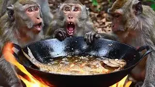 Story of cooking fish fry by monkey 