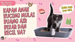 KAPAN ANAK KUCING MULAI BUANG AIR BESAR DAN KECIL YA? | Radio Kucing's Paw Stories #35