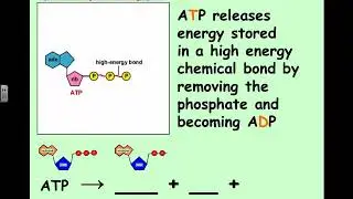 Biology- Chapter 8-1 Photosynthesis