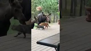 Moose interacting with cats #cat #moose #wildlife #animalplanet #mama