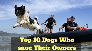 Top 10 Dogs Who save Their Owners Lives