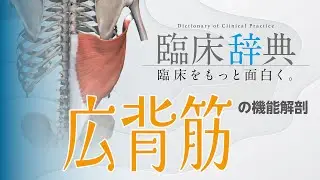 まさにハブ機能！臨床で役立つ『広背筋と連結する組織の相関図』を徹底解説してみた！！
