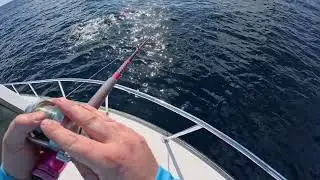 30lb Cobia almost sharked by the boat
