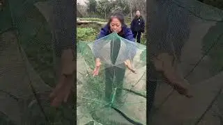 Rural outdoor fishing and shrimp catching #fish trap #shrimp trap short soft vidiyos