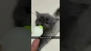 Pure Bliss: Adorable Kitten Delights in Milk-Drinking Joy!