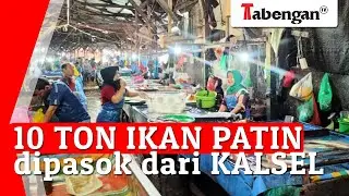 10 Ton Ikan Patin Dipasok dari Kalsel