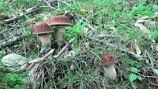 PORCINI DI GIUGNO... Delafia e fungi!!!
