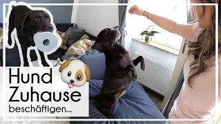 Hund Zuhause beschäftigen | 4 Tipps für die Wohnung | KaroLovesMilka #milkamittwoch