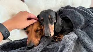 Obi & Kato Snuggle All Day 🐶💕 | Mini Dachshund Cuddle Session