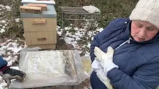 Сегодняшний день с пчёлами.