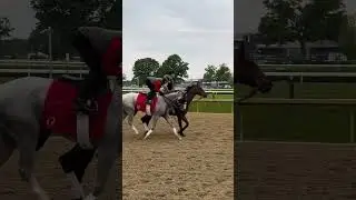 Sandman prepping in his new blinders for the Jim Dandy 🥷🏻