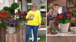 Roberta's 6-pc Trailing Trilogy July Petunias Live Plants on QVC