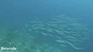 2024 03 07 09 Sharm El Sheikh Ras Um Sid diving