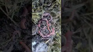 Compost worms video