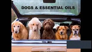 Dogs & Essential Oils