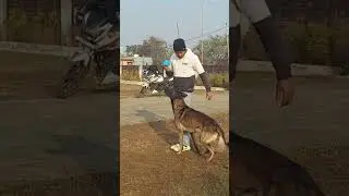 Belgium malinois Advance Training 🔥🐕&zwj;🦺 #youtubeshorts #malinoismonday #dog