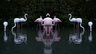 Pinkness | Nicolas Wolf |
