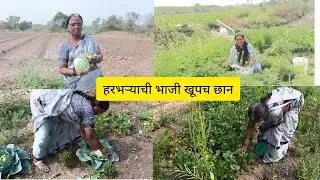 आईच्या रानातून हरभऱ्याची भाजी खुडली सोबत पालक, मिरच्या आणि पत्ताकोबी.&rdquo;/विहिरीला खूपच पाणी