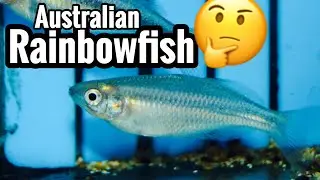 Australian Rainbowfish Care