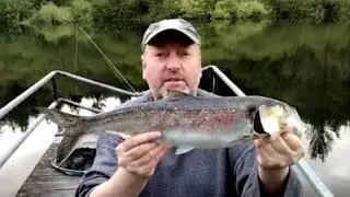Shad fishing Ireland