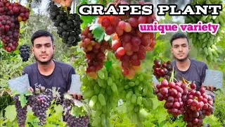 Top 10 variety grapes ka/Thai green Nursery Kolkata West Bengal
