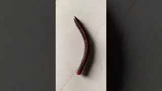 Red and black Millipede #short