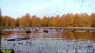 Mallards dropping in to a planted Cropland Reserve Program forest