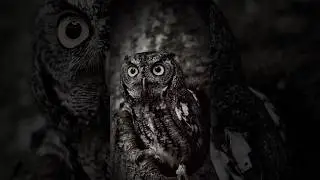 Inner Wisdom & Insight🦉 | #shorts #motivation #inspirational #owl #wisdom @infiniteyu