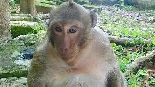 Funny video with monkey Sweet Pea and monkey Brutus Jr play fun together | Sweet Pea and Brutus JR