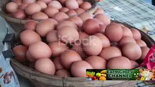 Poultry Farming 101: Your Ultimate Guide