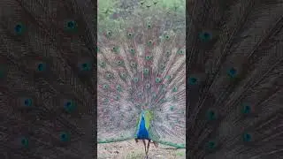 Original Peacock dance | Peacock call #bird #rare #trending #viral #birds #canon #TrulyWild #shorts