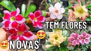 ✅ROSAS DA COLEÇÃO QUE ESTÃO DISPONÍVEIS PARA A VENDA😲
