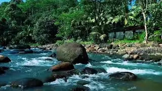 Jungle River with Giant Boulder &ndash; Nature Sounds for Study Focus, Mental Clarity & Calm Energy