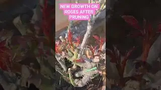 ROSE PRUNING #rosecaring #viralvideo #flowers #maanpanu #pruning