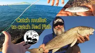 034 vlog - How to catch mullet with cast net to catch Red Fish & How to descale and gut a fish