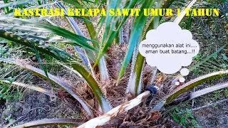 Dengan alat sederhana....ini !!!! proses Kastrasi TBM kelapa sawit Umur 1 Tahun jadi lebih mudah.