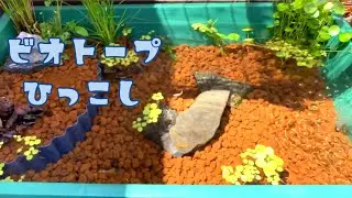 メダカのビオトープ　大きなトロ舟に引っ越ししました