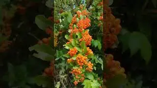 Jedl&aacute; hlohyně dozr&aacute;v&aacute;, Scarlet firethorn