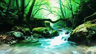 Relaxing Nature Sounds for Sleep 🌿 Forest Birds Singing | Deep Relax, Study & Meditation